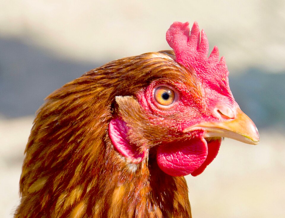 Feather hen animal