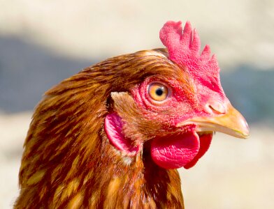 Feather hen animal
