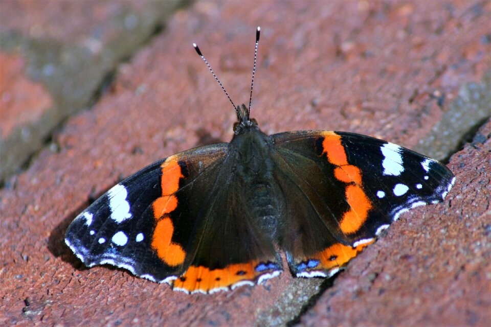 Insect peacock nature