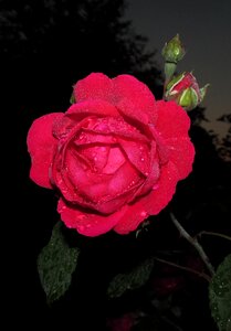 Rose petal nature photo