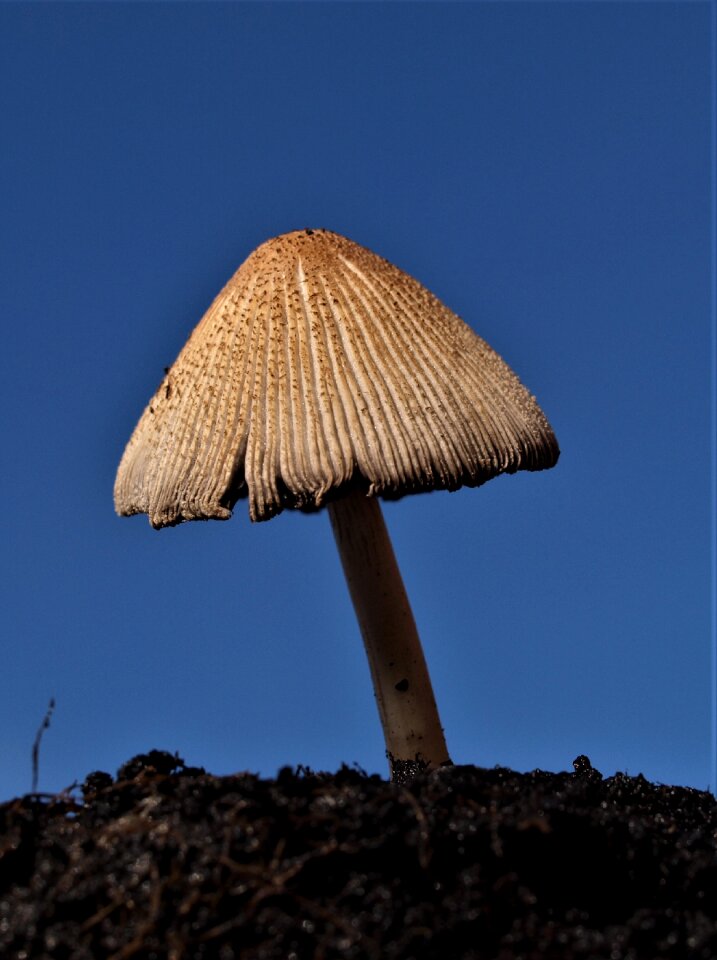 Fungus mushroom cap