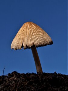 Fungus mushroom cap photo