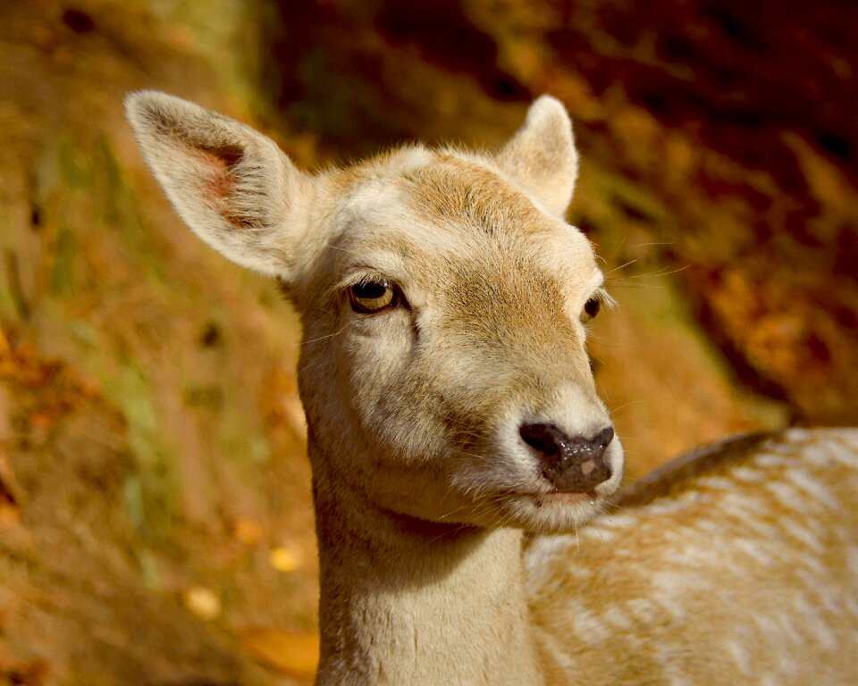 Animal world nature portrait