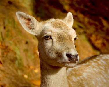 Animal world nature portrait
