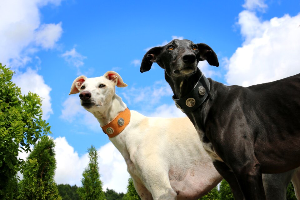 Greyhound galgo sighthound