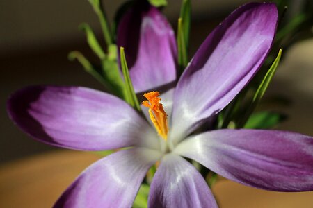 Nature spring flower violet photo