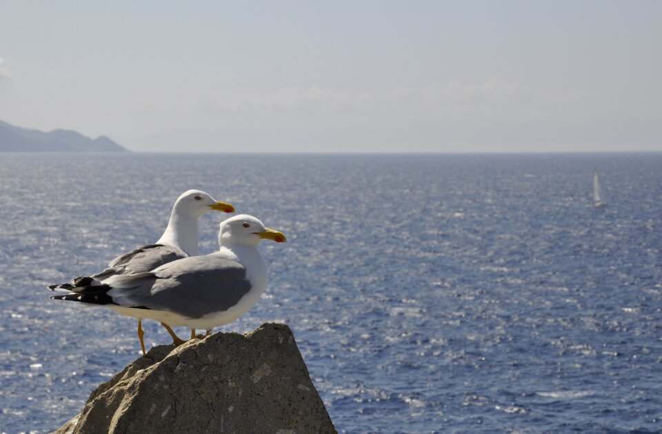 Costa nature seagulls