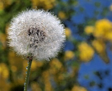 Downy seed softness photo