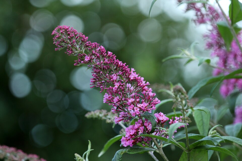 Bloom ornamental shrub macro