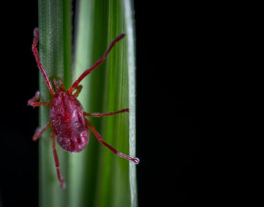 No one nature mite krasnoselka