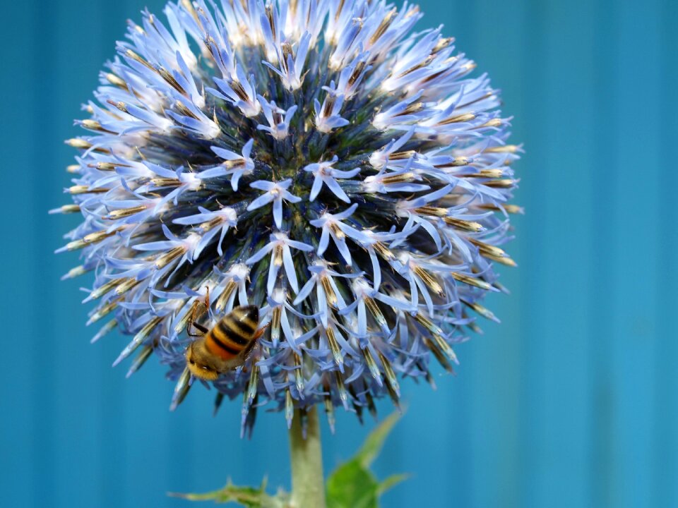 Flower nature blue bee
