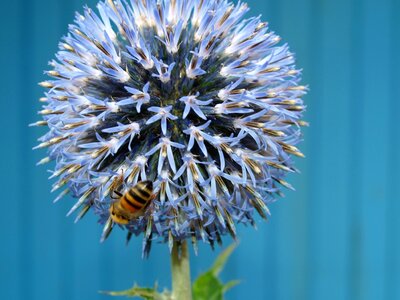 Flower nature blue bee photo