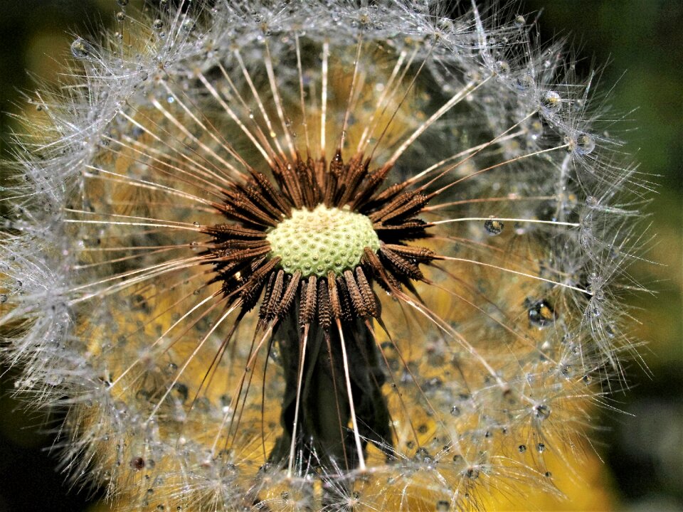 Flora seed fragility