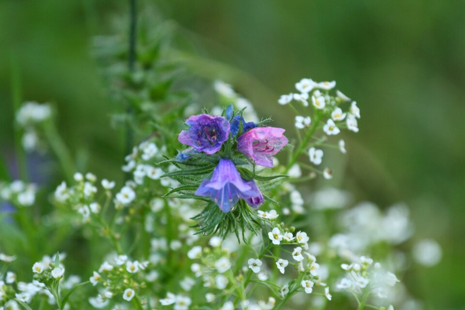 Garden blue rain photo