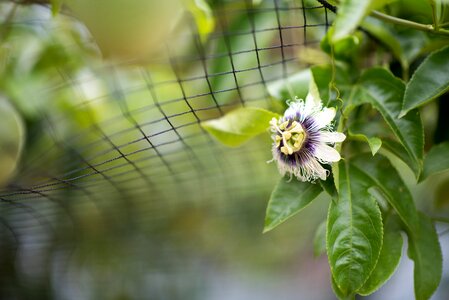 Passion fruit asia nature
