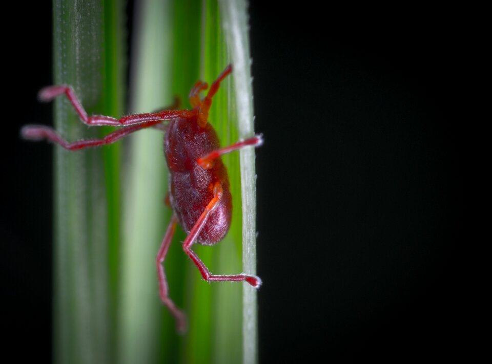 Nature mite krasnoselka macro