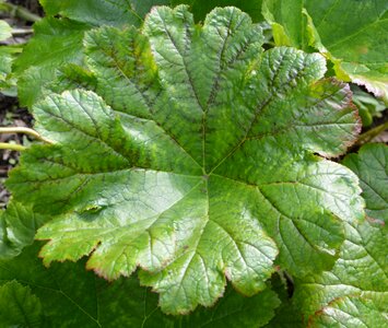 Green foliage décoration jardin