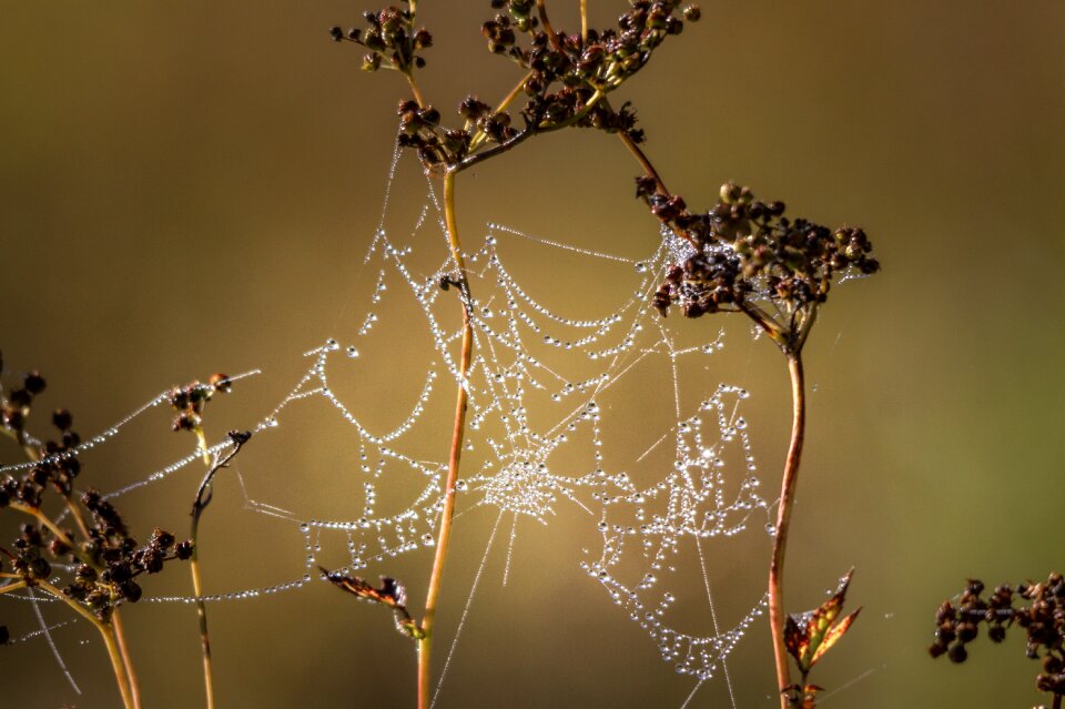 Cobweb arachnid nature