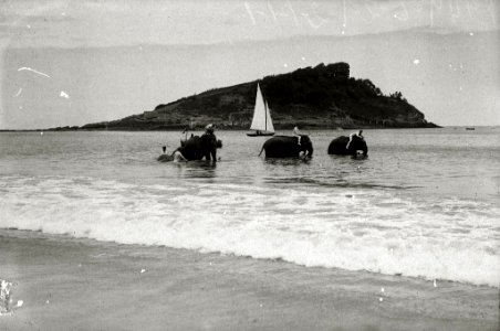 Elefantes del circo Kroner en la playa de la Concha (4 de 5) - Fondo Car-Kutxa Fototeka