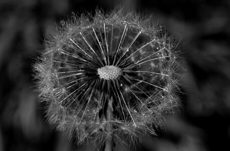 Seed closeup delicate