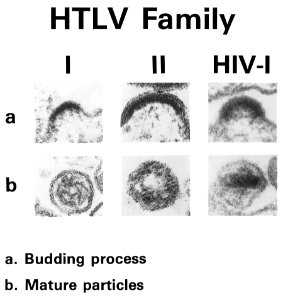 Electron micrographs of htlv family photo