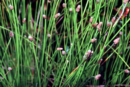 Eleocharis obtusa NRCS-1