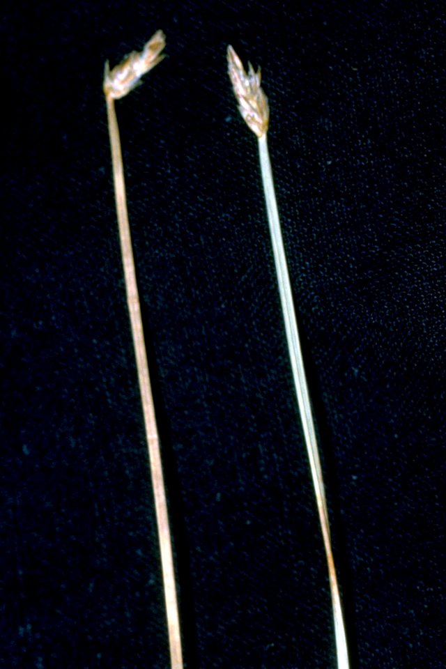 Eleocharis rostellata NRCS-1