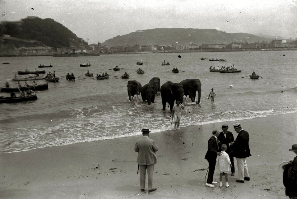 Elefantes del circo Kroner en la playa de la Concha (5 de 5) - Fondo Car-Kutxa Fototeka