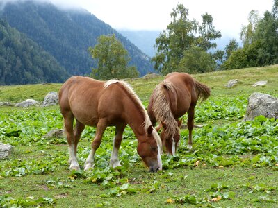 Prado val d'aran wild nature