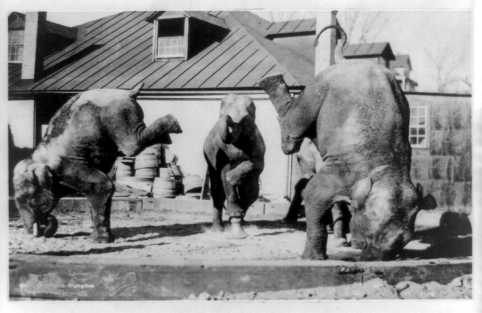 Elephant calisthenics LCCN96509241