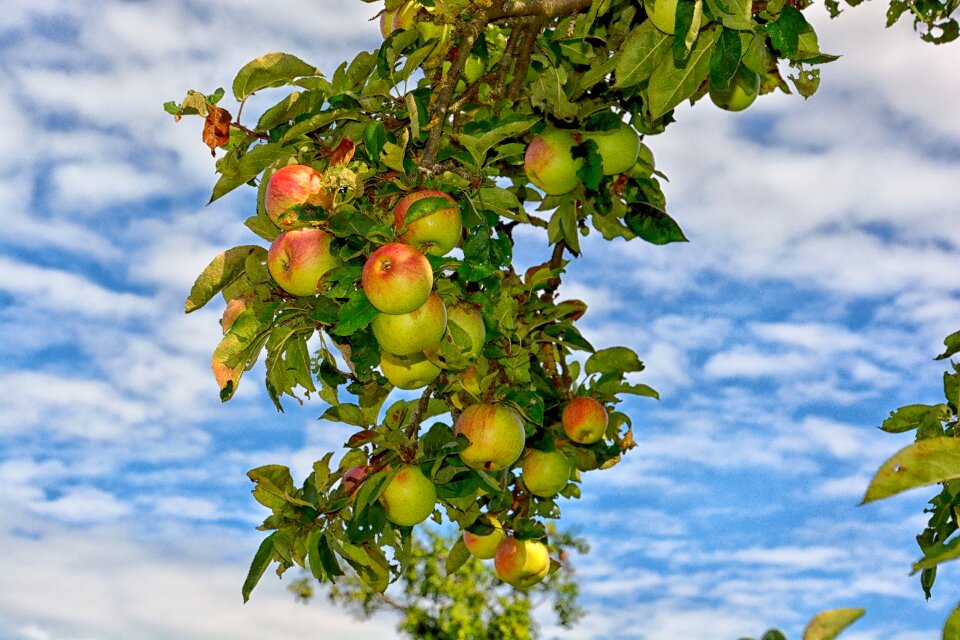 Fruit branch summer