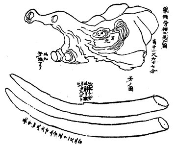 Elephas maximus skull and tusks at Hōsen-ji