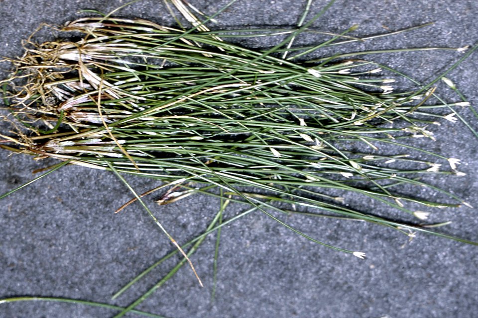 Eleocharis parvula NRCS-2