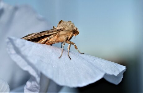 Wildlife wing moth photo