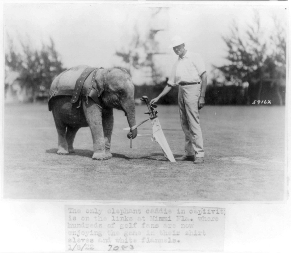 Elephant caddie on Miami, Florida, golf course LCCN2002695739