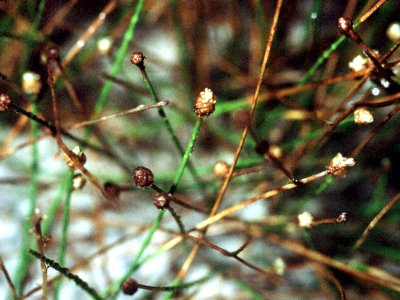 Eleocharis parvula NRCS-1