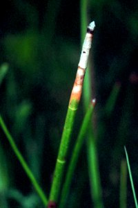 Eleocharis equisetoides NRCS-1