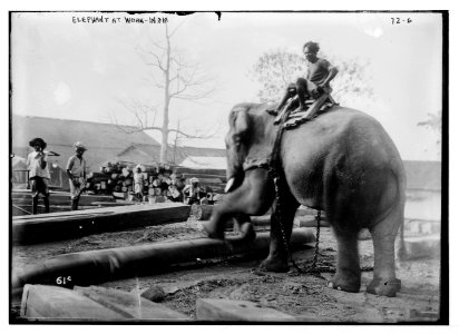 Elephant working, India LCCN2014680377