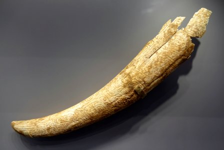 Elephant Tusk with Carved Decoration, China, Shang dynasty, 14th-11th century BC, ivory with traces of red pigment - Arthur M. Sackler Museum, Harvard University - DSC00819 photo