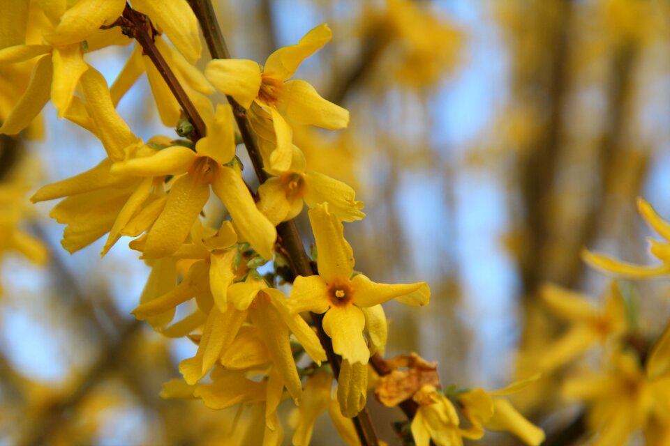 Forsythia yellow flower spring