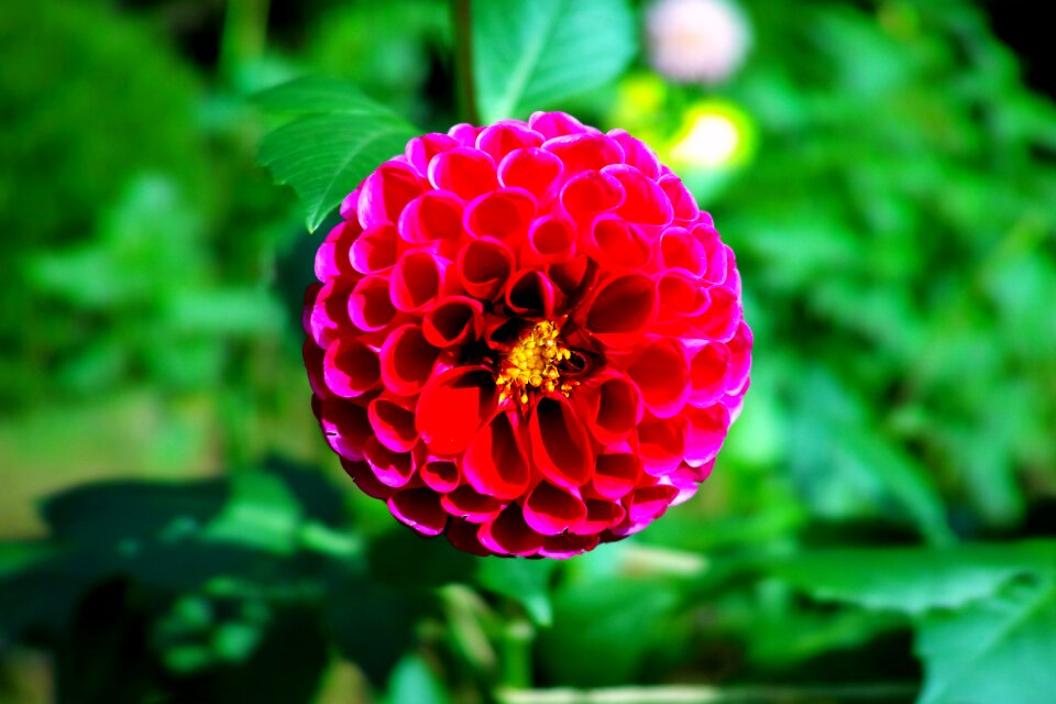 Natural plant views of japan