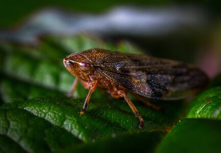 No one living nature for ordinary high rot leafhopper