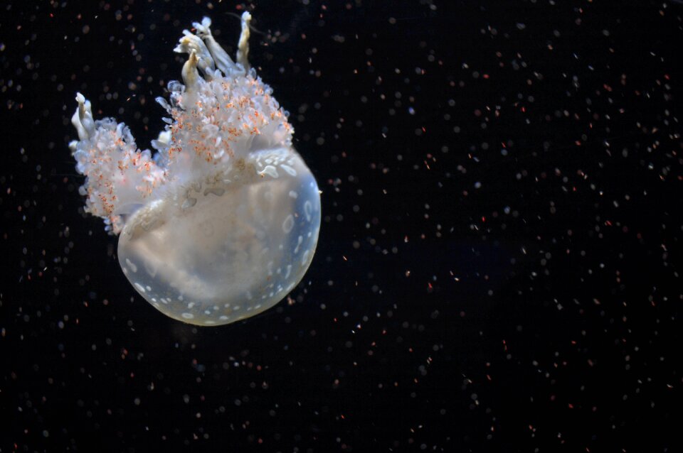 Jellyfish ocean aquatic
