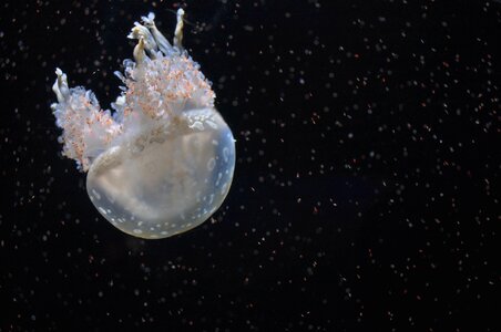 Jellyfish ocean aquatic photo