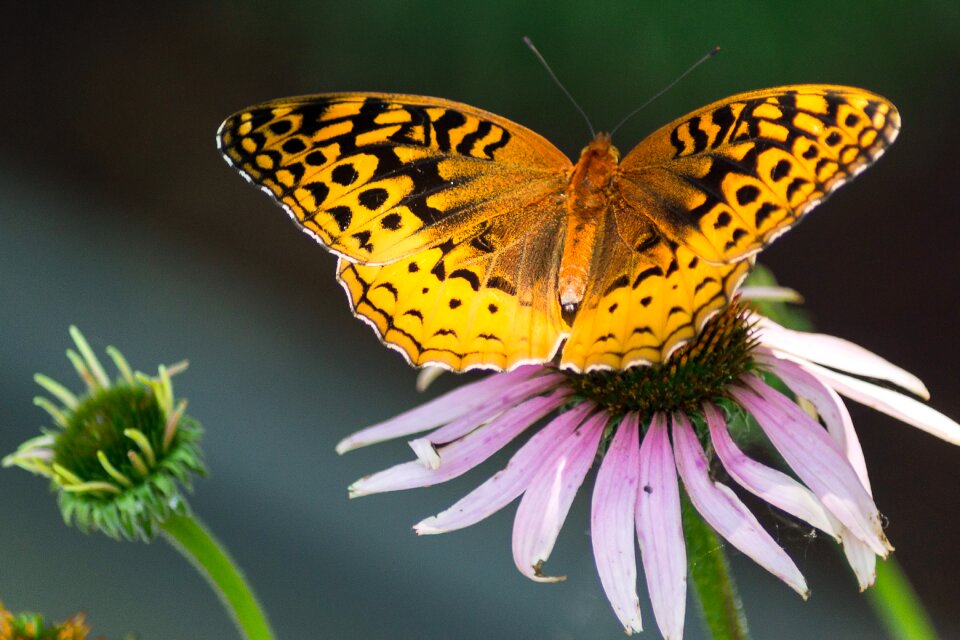 Insect outdoors summer