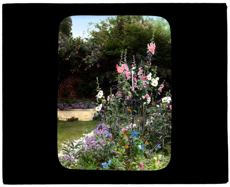 George Warrington Curtis house, Southampton, New York. Hollyhock (Alcea) LCCN2007685929