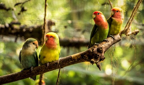 Tropical nature wild