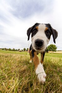 Young dog animals puppy photo
