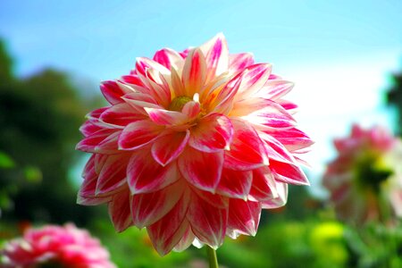 Fall of japan autumn rose japan