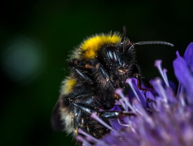 Bumblebee flower macro